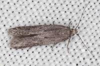 Oxypteryx helotella