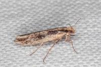 Ypsolopha ustella