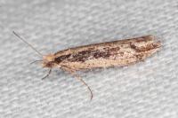 Ypsolopha ustella