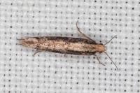 Ypsolopha ustella