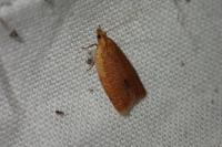 Clepsis consimilana