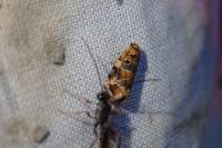 Lobesia botrana