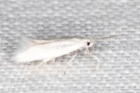 Elachista argentella