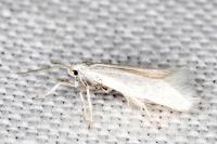 Elachista argentella