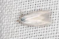 Elachista argentella