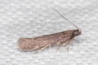 Oxypteryx atrella