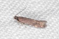 Oxypteryx atrella