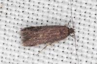 Oxypteryx atrella