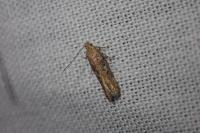 Scrobipalpa