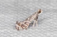 Parornix torquillella