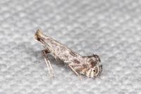 Parornix torquillella