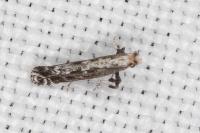 Parornix torquillella