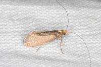 Nematopogon adansoniella