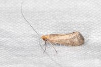 Nematopogon adansoniella