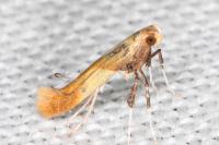Caloptilia robustella