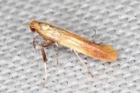 Caloptilia robustella