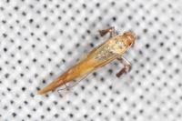 Caloptilia robustella