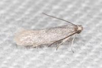 Urodeta hibernella