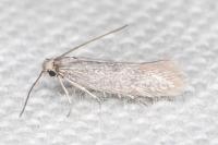Urodeta hibernella