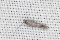 Urodeta hibernella