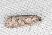 Cnephasia cupressivorana