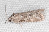 Cnephasia cupressivorana