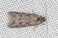 Cnephasia cupressivorana