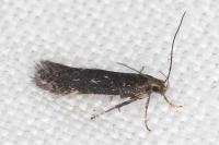 Oxypteryx atrella