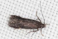 Oxypteryx atrella