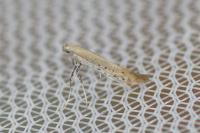 Aspilapteryx tringipennella