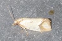 Agapeta zoegana