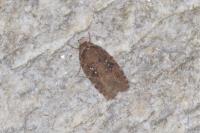 Agonopterix ciliella/heracliana