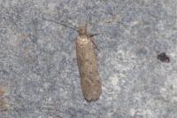 Bryotropha
