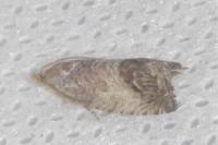 Cydia splendana