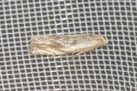 Eucosma