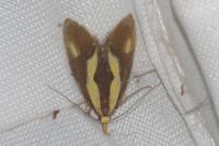 Harpella forficella