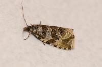 Celypha rivulana