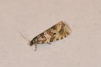 Celypha rivulana