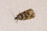 Celypha rivulana