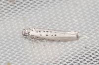 Yponomeuta sedella