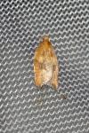 Acleris rhombana