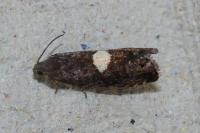 Pammene spiniana