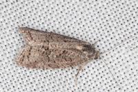 Cnephasia cupressivorana