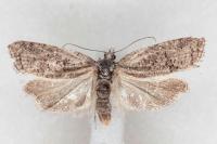 Cnephasia cupressivorana