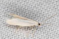 Elachista nuraghella