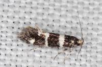 Denisia luctuosella