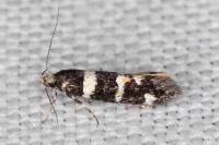 Denisia luctuosella