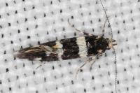 Denisia luctuosella