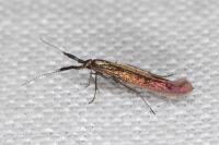 Coleophora variicornis