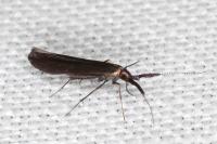 Coleophora variicornis